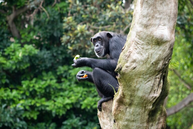 Bioparc Valencia 8 768x512