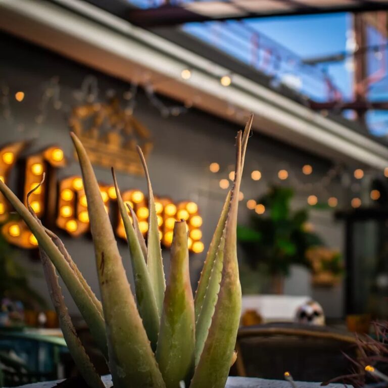 De Pancho a Zapata 6 768x768