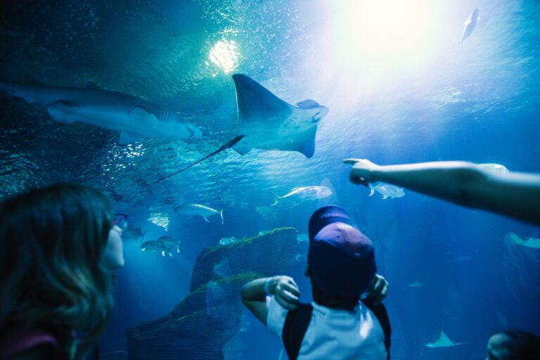 Oceanografico de Valencia 3 768x512