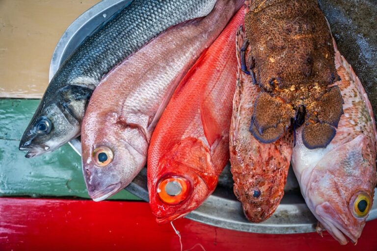 Toc al Mar 13 768x512