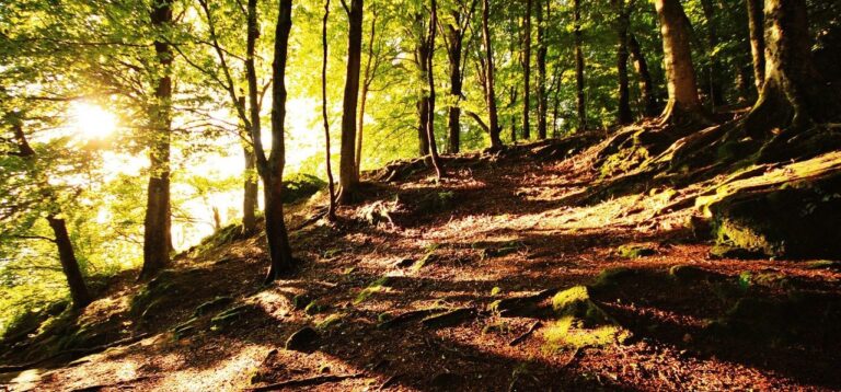 Hayedo de Montejo de la Sierra 3 768x358