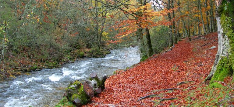 Hayedo de Montejo de la Sierra 4 768x353