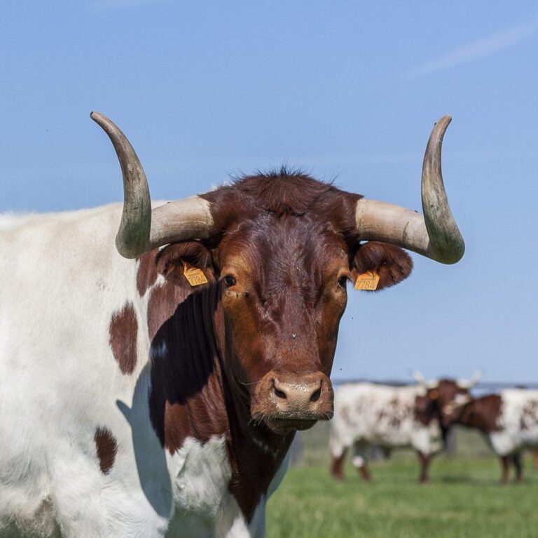 La Braseria de Cuellar 4 768x767