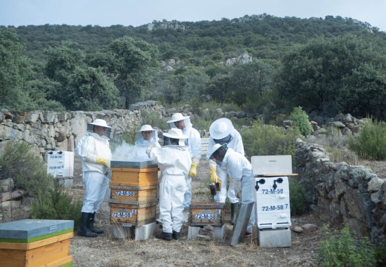 Museo y Aula Apicola Sierra de Hoyo 5 768x531