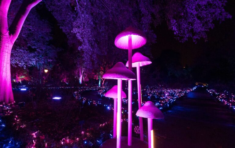 Origen Natura Encesa Experiencia luminica inmersiva en Barcelona 3 768x486