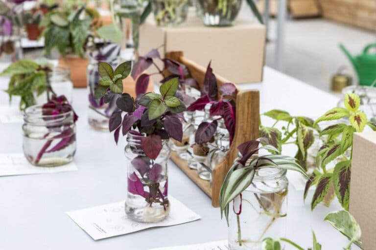 La Esquejera de primavera Intercambio de esquejes en La Casa Encendida 768x512