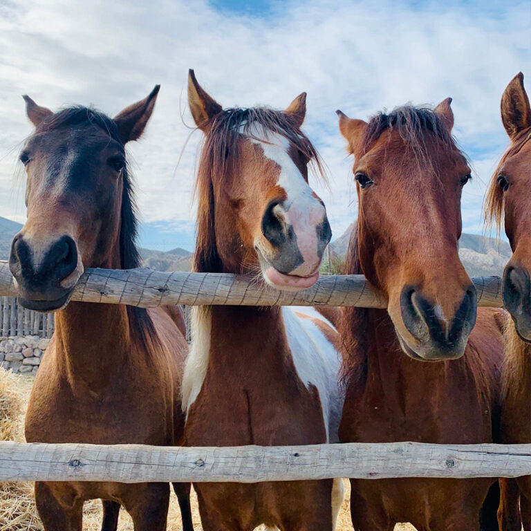 Mini Hollywood Oasys 10 768x768