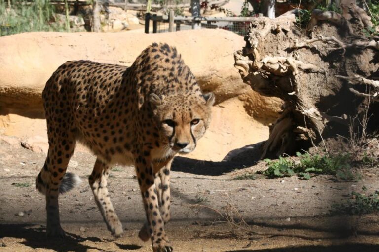 Mini Hollywood Oasys 12 768x511