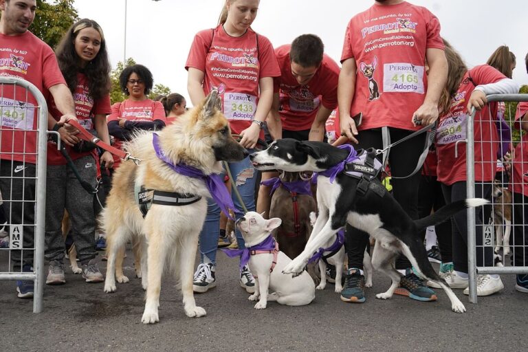 Perroton Solidario Madrid 2024 Nicka Run en Madrid 3 768x512