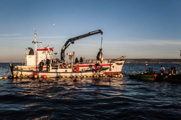 Ruta en barco y visita a las Almadrabas del Atun rojo 768x512