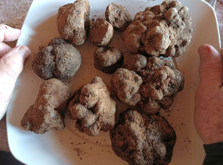 Arboles Ecologicos 3 768x568