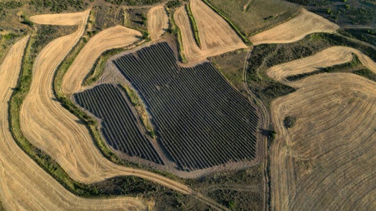 Arboles Ecologicos 4 768x432