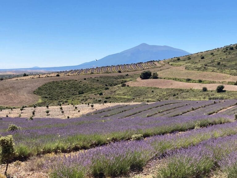 Arboles Ecologicos 5 768x576