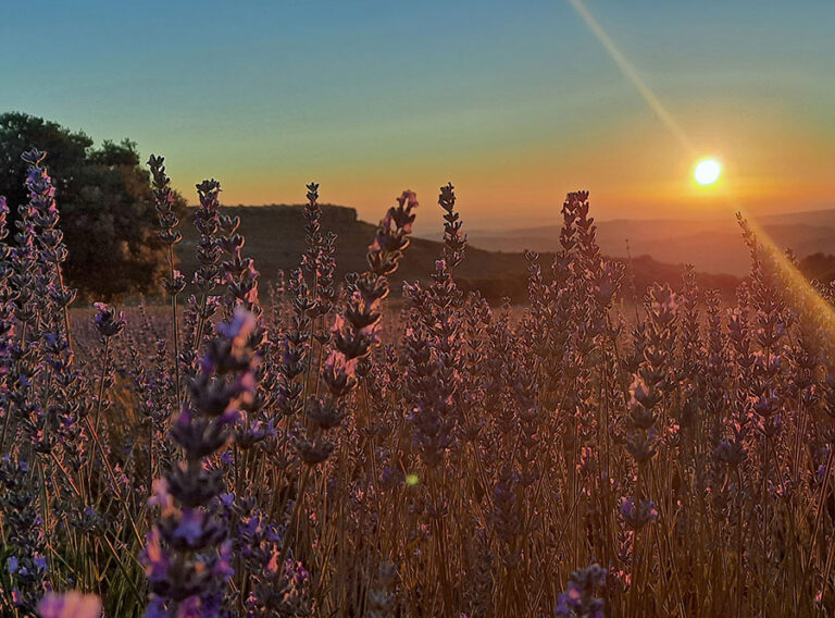 Arboles Ecologicos 768x568