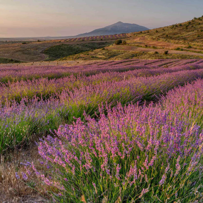 Las Badias 4 768x768