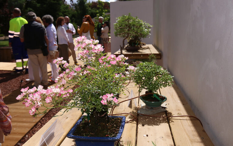 Museo Municipal del Bonsai de Collado Villalba 5 768x482