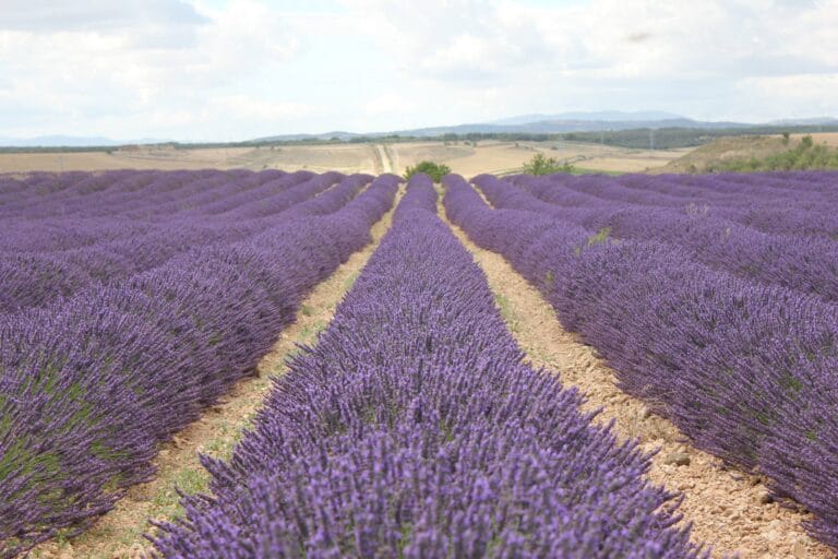 Queen Country 2 768x512