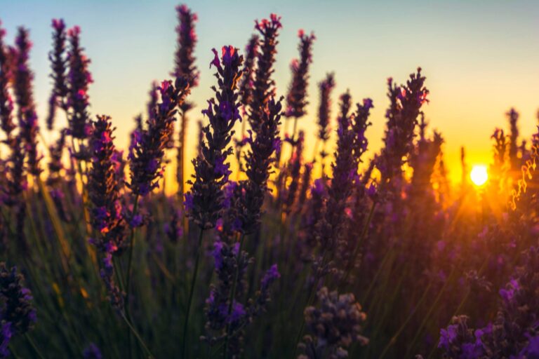 Queen Country 4 768x512