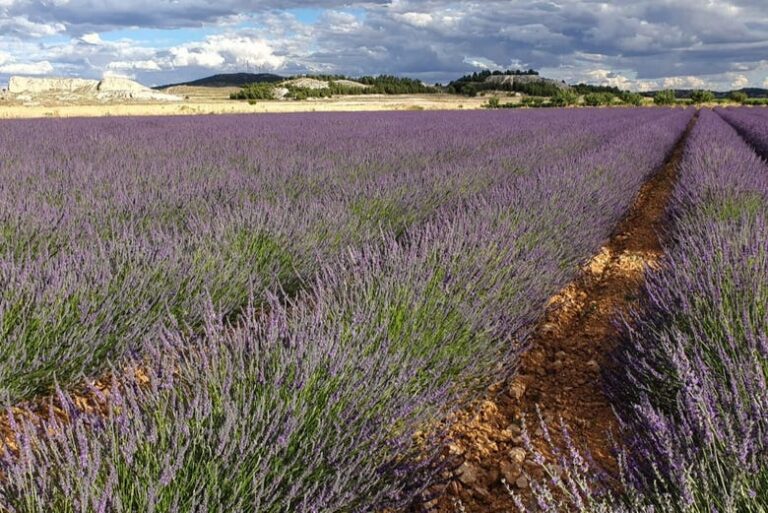 Tour de la lavanda Molino de El Romeral 4 768x513