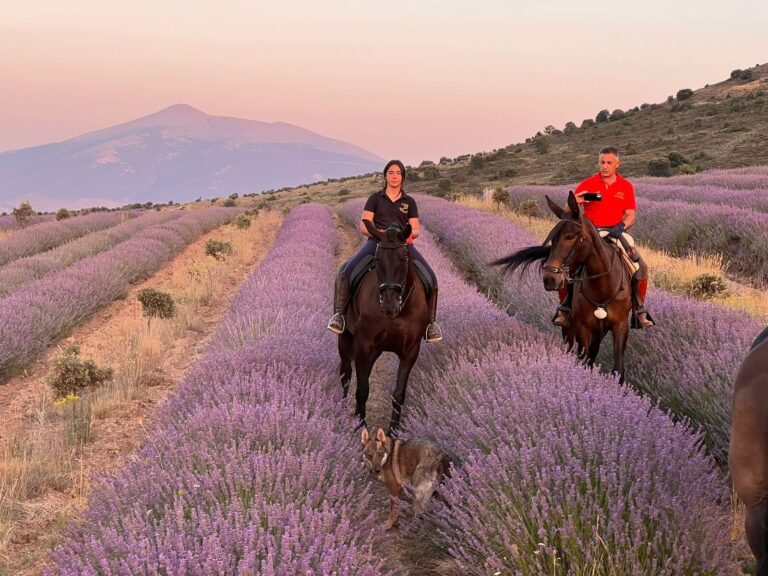 Visita guiada a los Campos de Lavanda de San Felices Soria 2 768x576