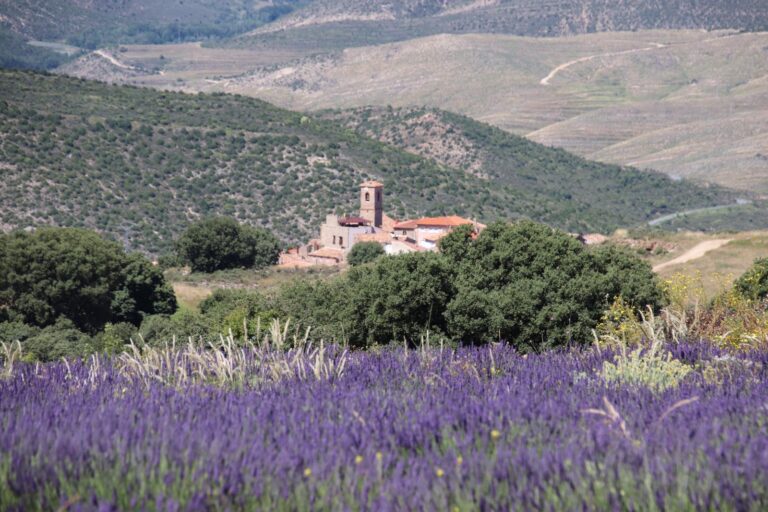 Visita guiada a los Campos de Lavanda de San Felices Soria 3 768x512