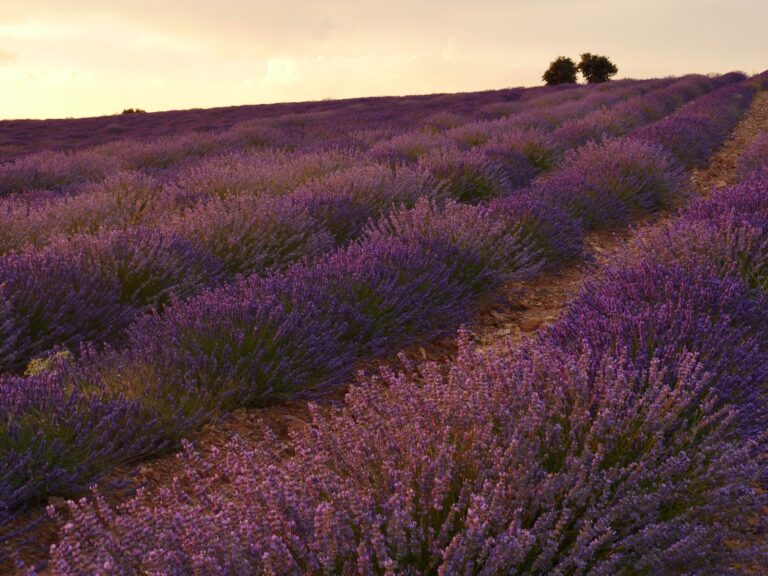 Visita guiada a los Campos de Lavanda de San Felices Soria 4 768x576