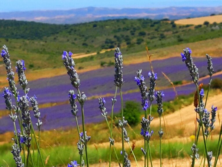 Visita guiada a los Campos de Lavanda de San Felices Soria 5 768x576