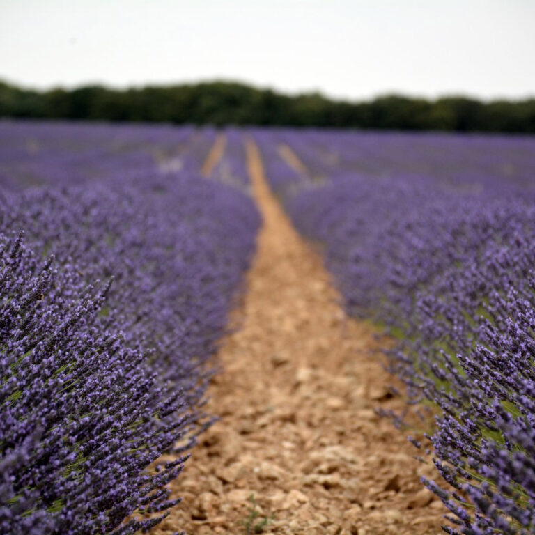 destileria Jardin de la Alcarria 2 768x768