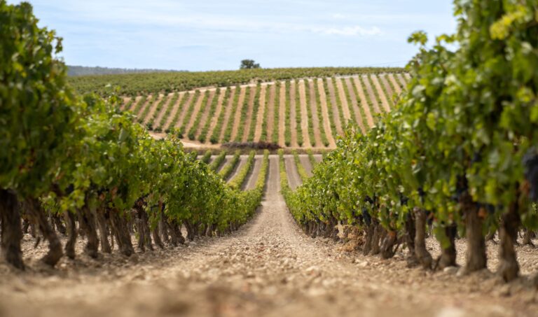 Bodegas Arzuaga 2 1 768x453