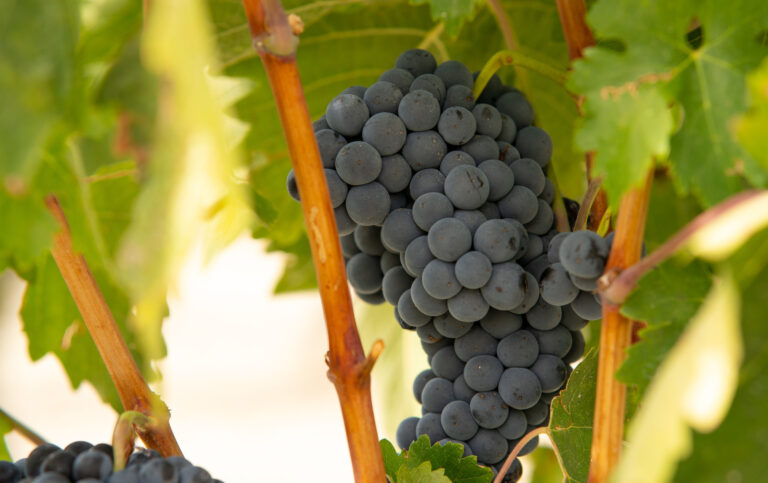 Bodegas Arzuaga 3 768x483