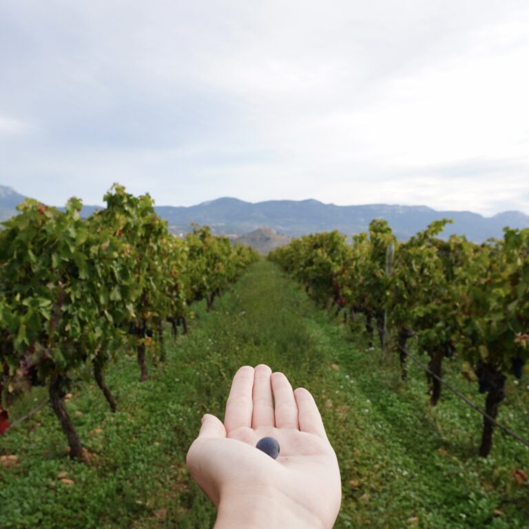 Bodegas Vivanco 2 768x768