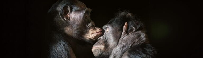 Exposicion Emociones en Peligro de Tim Flach en Museo de Ciencias Naturales 768x222