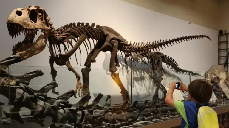 Acampada y aventura en el Museo de Ciencias Naturales 2 768x432