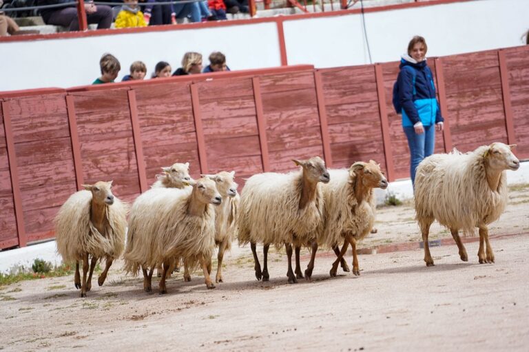 Jornadas de Pastoreo y Feria del Queso del Colmenar Viejo 768x511