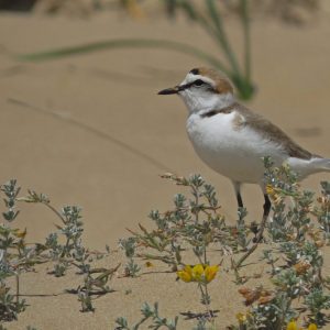 chorlitejo-patinegro